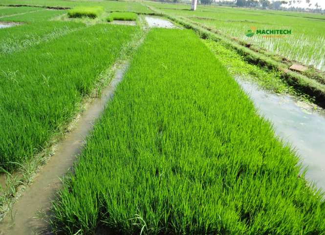 Bí quyết gieo và chăm sóc mạ cấy phòng chống rét đậm rét hại 2