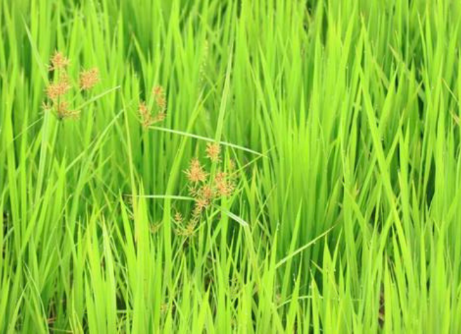 Các đặc điểm giúp phân biệt cỏ và lúa chính xác 2