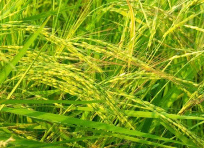 Các đặc điểm giúp phân biệt cỏ và lúa chính xác 3