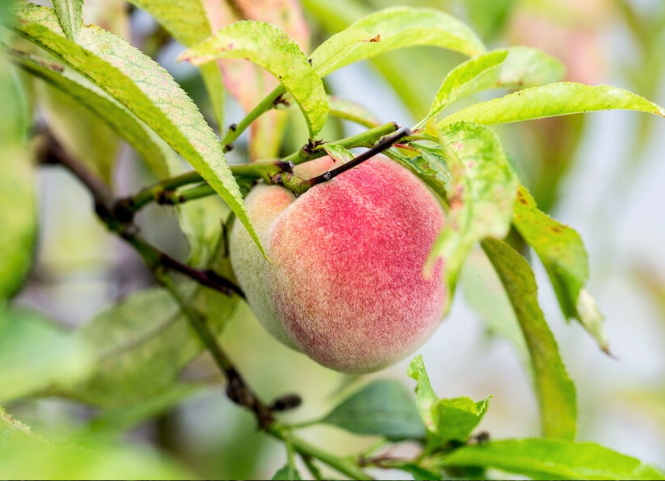 Các loại hoa quả đặc sản Tây Bắc 2