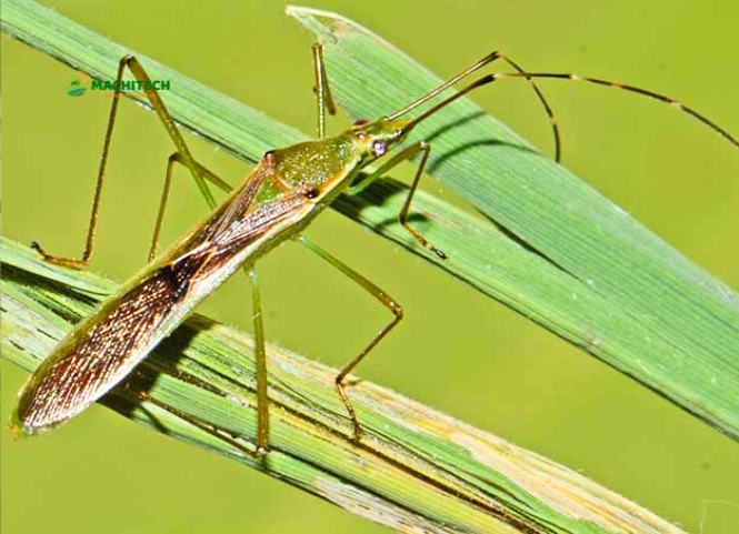 Cách diệt bọ xít trên ruộng lúa 2