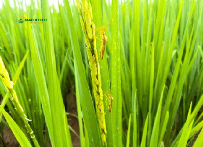 Cách diệt bọ xít trên ruộng lúa 3