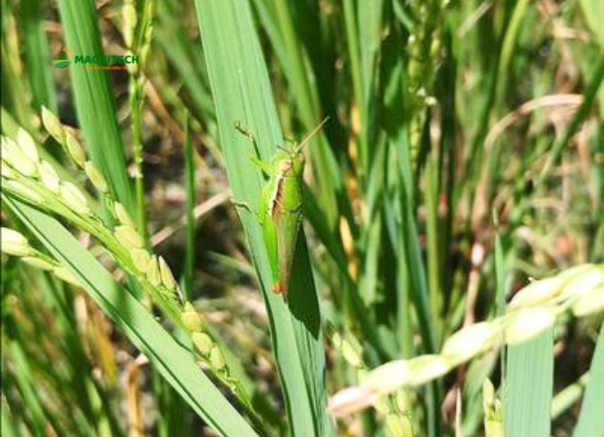 Cách diệt châu chấu hiệu quả để bảo vệ ruộng lúa 2