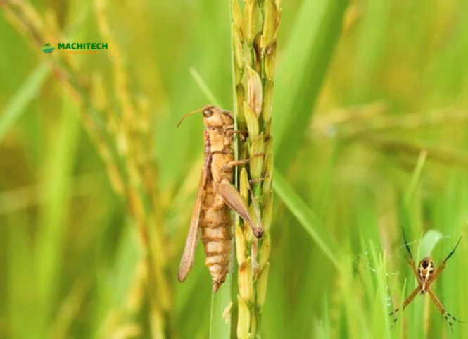 Cách diệt châu chấu hiệu quả để bảo vệ ruộng lúa 3