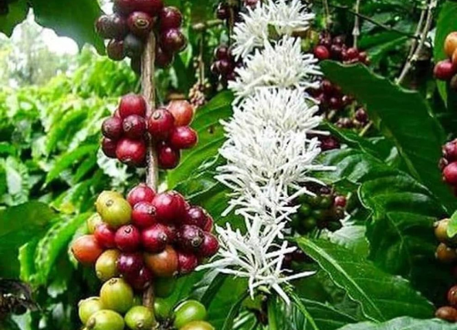 Cách nhận biết đất trồng cà phê bị thiếu dinh dưỡng và giải pháp 2