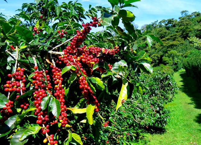 Cách nhận biết đất trồng cà phê bị thiếu dinh dưỡng và giải pháp 3