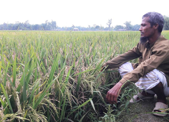 Cách phân biệt lúa bị khô hạn và lúa bị sốc nhiệt 2