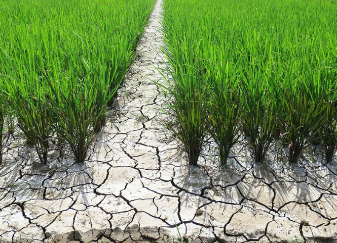 Cách phân biệt lúa bị khô hạn và lúa bị sốc nhiệt 3