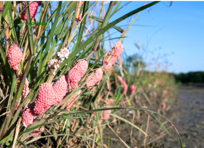 Cách tiêu diệt ốc bươu vàng hiệu quả để bảo vệ lúa 2