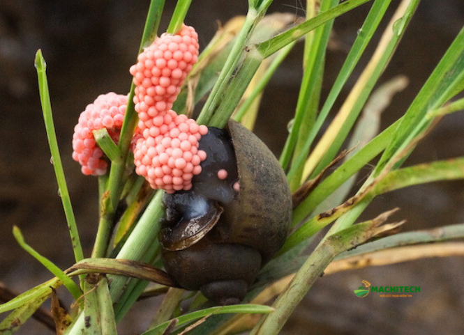 Cách tiêu diệt ốc bươu vàng hiệu quả để bảo vệ lúa 3