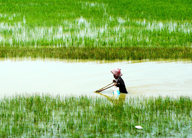 Cách xử lý ruộng lúa bị ngập úng sau mưa lớn 2