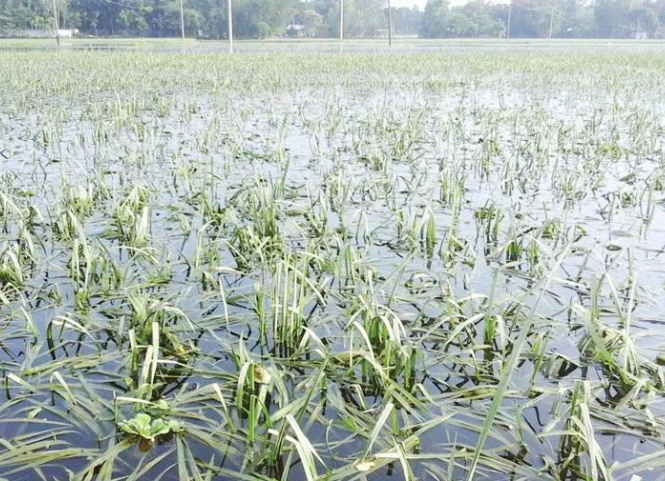 Cách xử lý ruộng lúa bị ngập úng sau mưa lớn 3