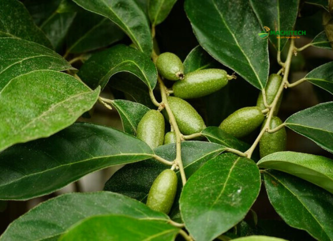 Cách ăn nhót độc đáo của người Tây Bắc 3