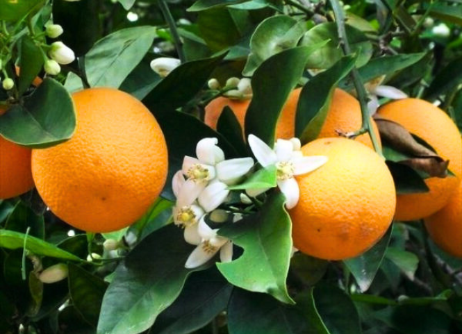 Đặc sản cam Xã Đoài Nghệ An thơm ngon trứ danh 2