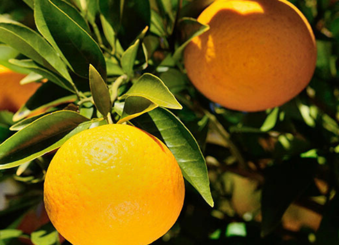 Đặc sản cam Xã Đoài Nghệ An thơm ngon trứ danh 3