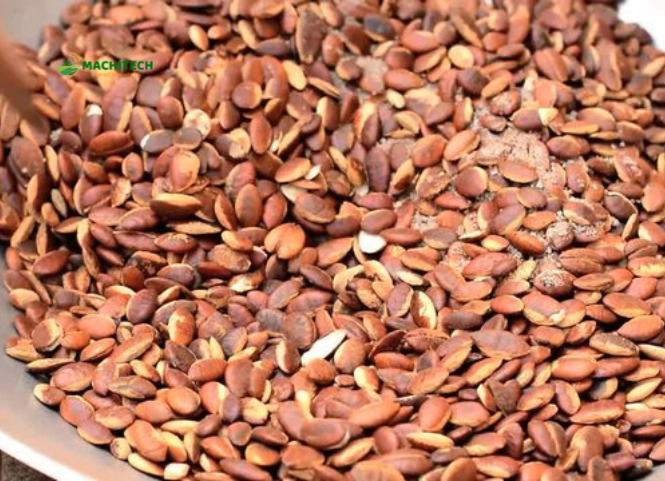 Đặc sản hạt Kơnia hiếm và độc đáo của Tây Nguyên 3