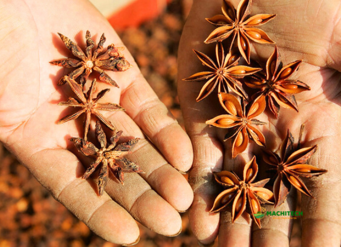 Đặc sản hoa hồi của đất trời xứ Lạng 2