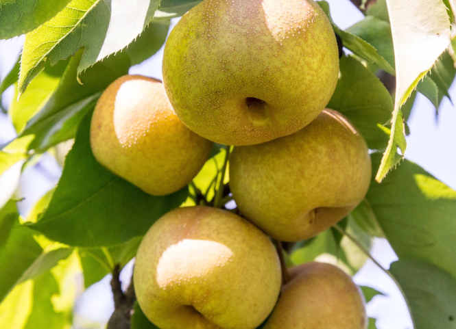 Đặc sản lê Tai Nung Sapa 2