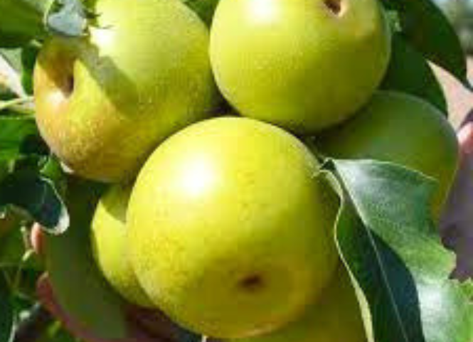 Đặc sản lê Tai Nung Sapa 3