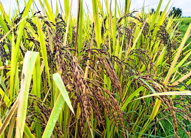 Đặc sản lúa đen Khẩu Xiên Lăm Đắk Lắk 3