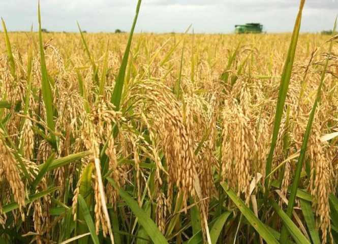 Đặc sản lúa Séng Cù Yên Bái 2