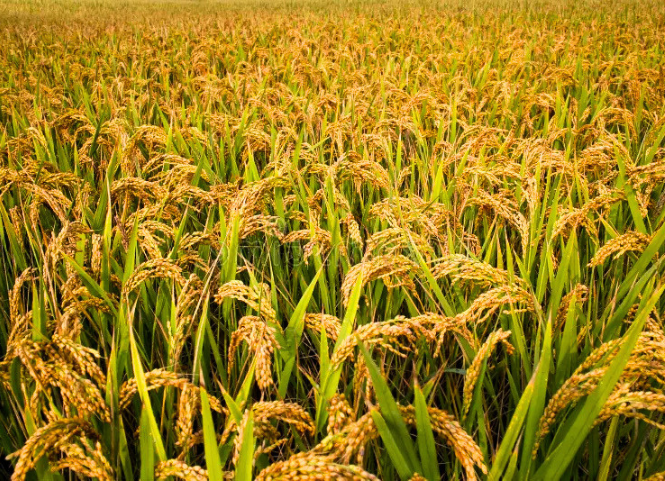 Đặc sản lúa Séng Cù Yên Bái 3