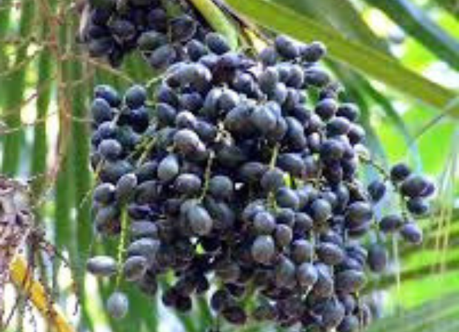 Đặc sản quả cọ Phú Thọ 2