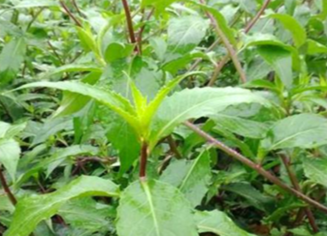 Đặc sản rau lủi Tây Nguyên dân dã mà độc đáo 2