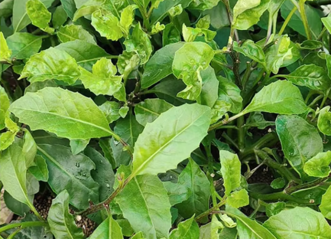 Đặc sản rau lủi Tây Nguyên dân dã mà độc đáo 3