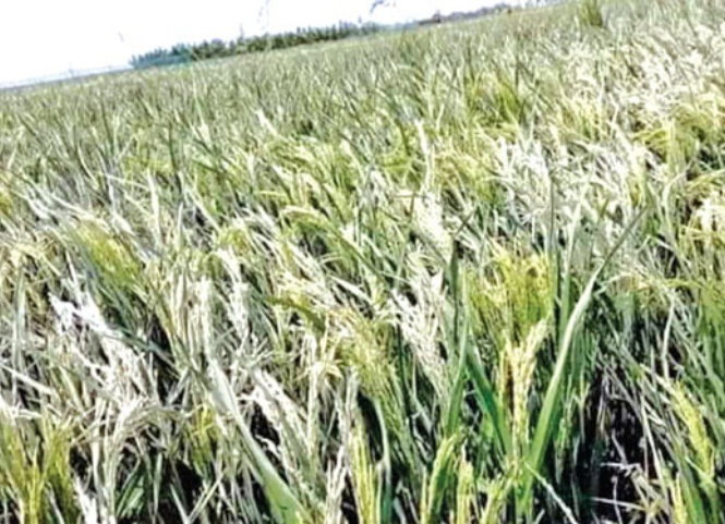 Dấu hiệu nhận biết lúa bị sốc nhiệt và cách xử lý kịp thời 2