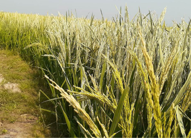 Dấu hiệu nhận biết lúa bị sốc nhiệt và cách xử lý kịp thời 3