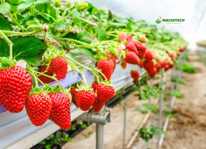 Dâu tây Mộc Châu và sức hút của đặc sản cao nguyên 2