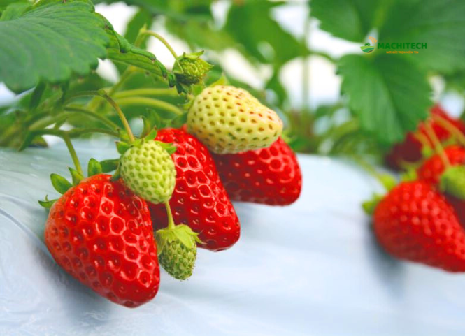 Dâu tây Mộc Châu và sức hút của đặc sản cao nguyên 3