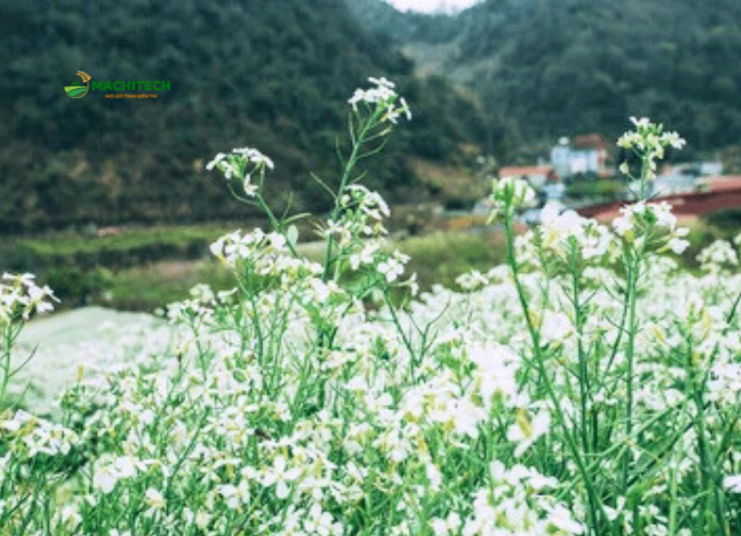 Địa điểm ngắm hoa cải trắng Mộc Châu 2