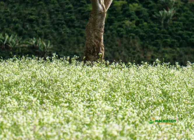 Địa điểm ngắm hoa cải trắng Mộc Châu 3