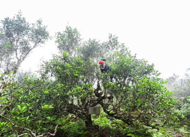 Điều gì tạo nên thương hiệu cho búp chè Shan Tuyết Suối Giàng 2