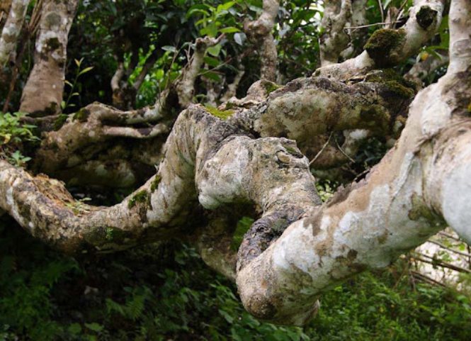 Điều gì tạo nên thương hiệu cho búp chè Shan Tuyết Suối Giàng 3