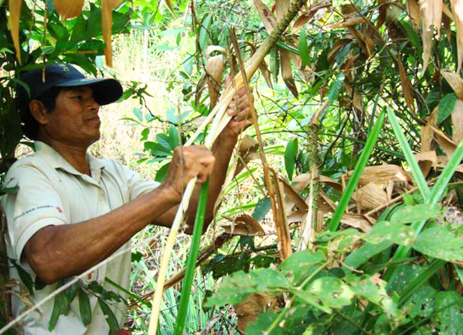 Đọt mây và nét ẩm thực độc đáo của Tây Nguyên 2