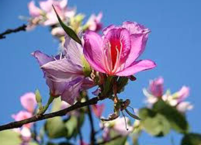 Hoa ban khoe sắc giữa núi rừng Tây Bắc 2