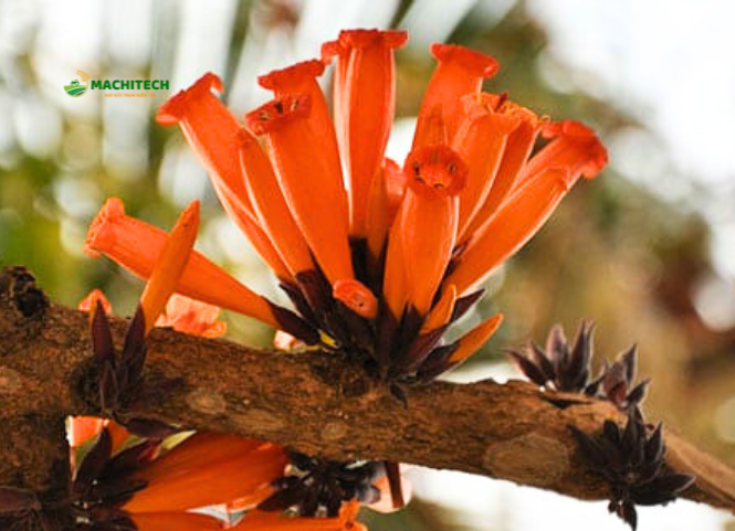 Hoa bó píp đặc sản Sơn La 2