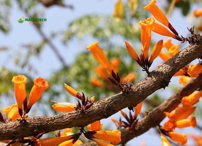 Hoa bó píp đặc sản Sơn La 3