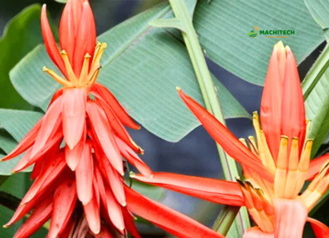 Hoa chuối rừng đặc sản Tây Bắc 2