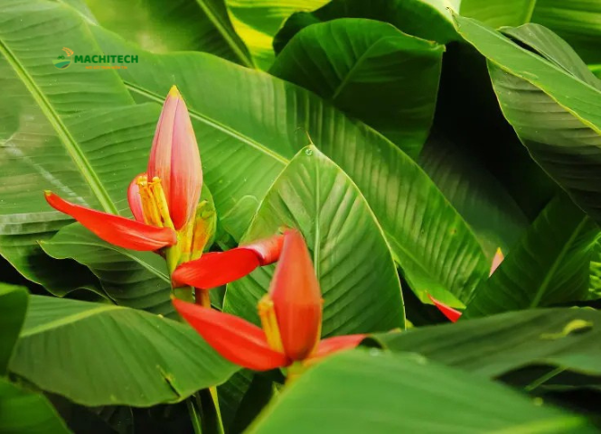 Hoa chuối rừng đặc sản Tây Bắc 3