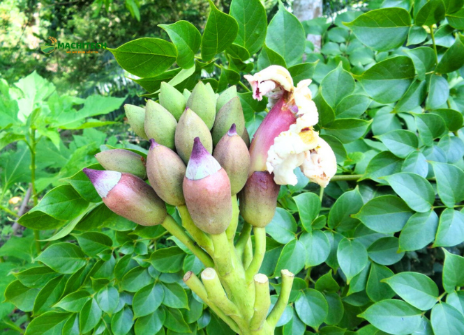 Hoa kè đặc sản Tây Bắc 2