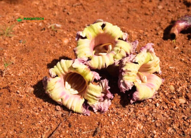 Hoa kè đặc sản Tây Bắc 3