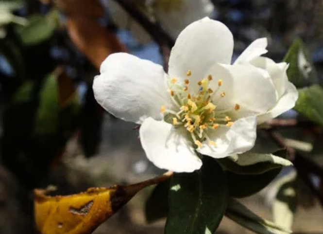 Hoa sơn tra nở rộ giữa đại ngàn Tây Bắc 2