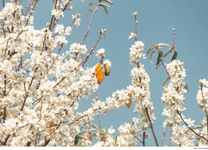 Hoa sơn tra nở rộ giữa đại ngàn Tây Bắc 3