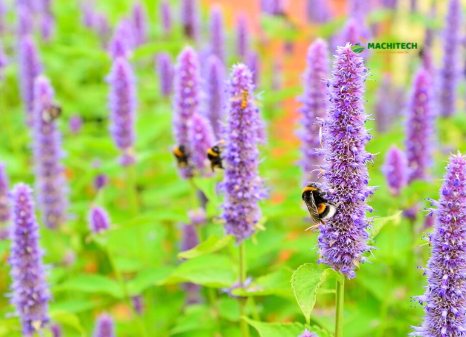 Hoa bạc hà Hà Giang và vẻ đẹp đặc trưng của cao nguyên đá 2