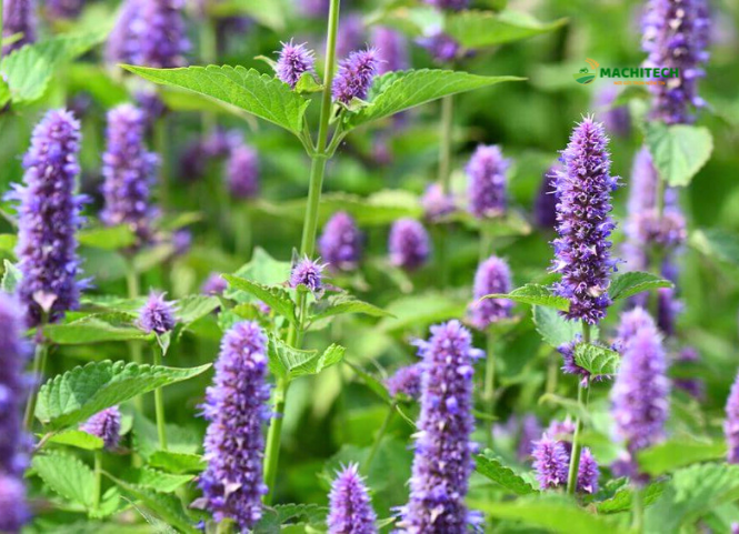 Hoa bạc hà Hà Giang và vẻ đẹp đặc trưng của cao nguyên đá 3