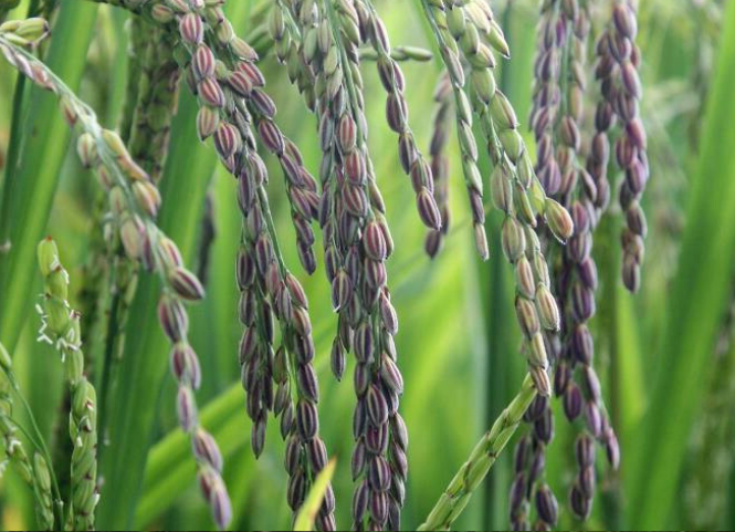 Khám phá 3 giống lúa thảo dược phổ biến hiện nay 2